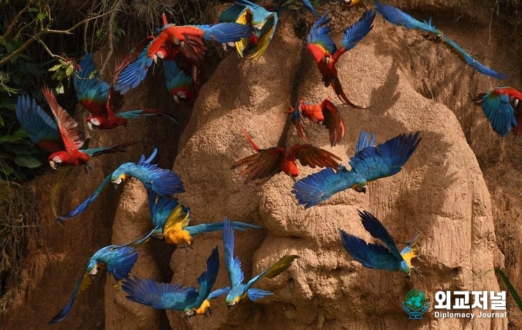 Group of 3 Species of Macaws Flying From The Clay