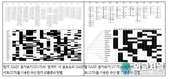 참깨와 팥 유전자 연관지도 작성 및 품종 판별용 KASP 분자표지