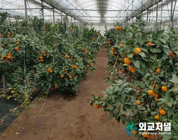 ‘미래향’ 착과(열매달림) 사진