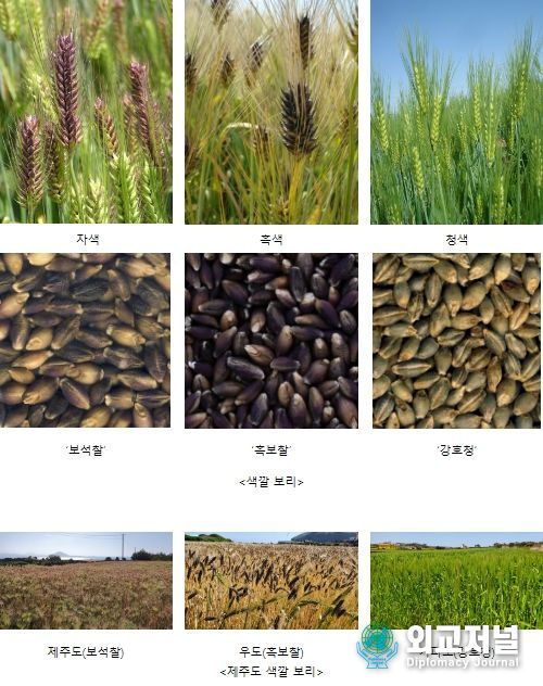 색깔 보리 품종 및 재배 현황