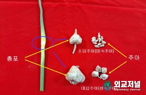 ‘남도’ 품종의 마늘종과 주아 종류